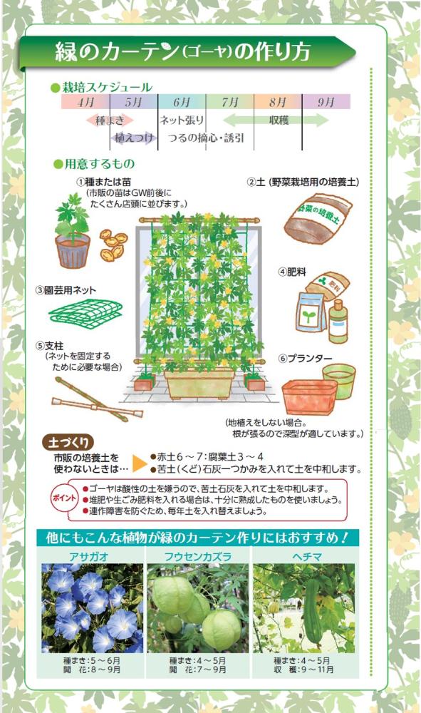 緑のカーテンんの育て方その１