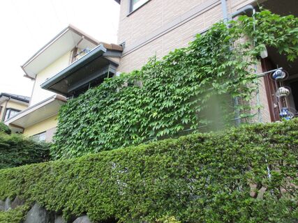 ご自宅の緑のカーテンの様子