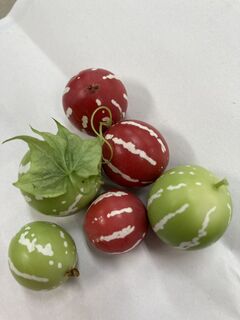 冲绳麻雀瓜果实的照片