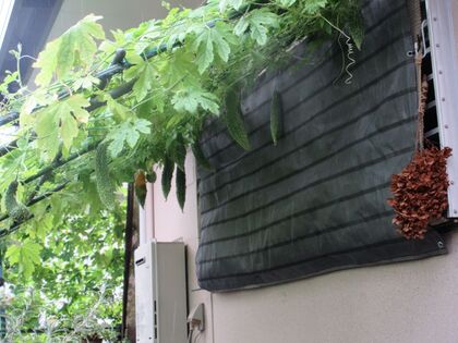 현관 부근의 초록의 커튼의 모습
