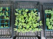 緑のカーテン　発芽