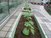 緑のカーテン　プランター