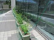 緑のカーテン　伸びる