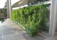 h27緑のカーテン　完成