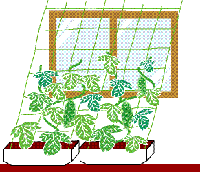 Green curtain illustration