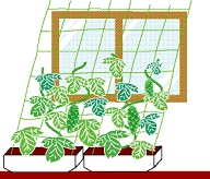 绿色窗帘插画