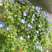 緑のカーテンのイメージ画像