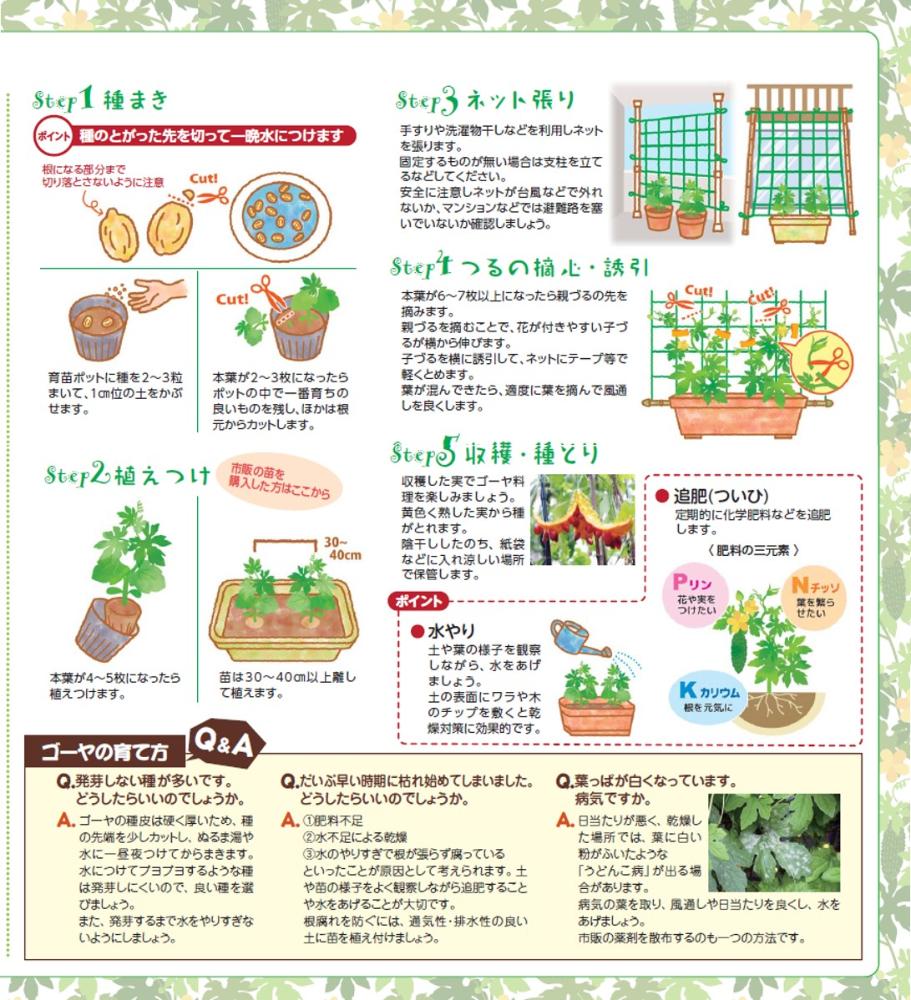 緑のカーテンんの育て方その２