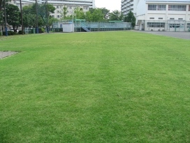 은행 초등학교의 잔디의 사진