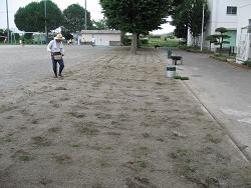 植付直後の写真