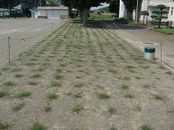 生育状況の写真