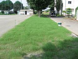 生育状況の写真の２枚目