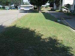 9月の生育状況の写真