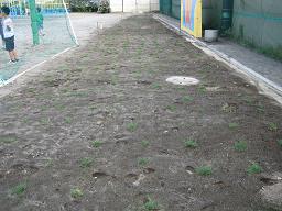 生育状況の写真