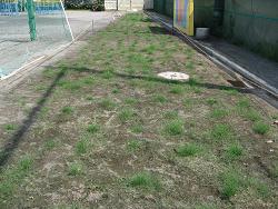 生育状況の写真