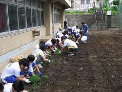 June 18, 2010 Photo of Planting Work