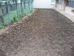 平成22年６月18日撮影の植付直後の写真