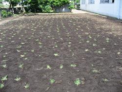 平成22年６月17日撮影の植付直後写真