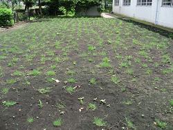 平成22年６月30日撮影の生育状況の写真