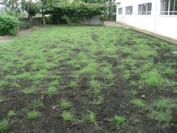 平成22年７月９日撮影の生育状況の写真