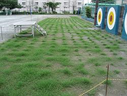 平成22年７月６日の生育状況の写真