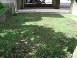 平成22年７月30日の生育状況の写真