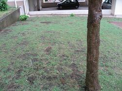 平成22年９月８日の生育状況の写真