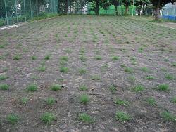 平成22年６月28日 （生育状況）の画像