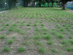 平成22年７月６日の生育状況の写真