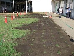 平成22年６月16日の植付直後の写真