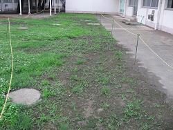 平成22年６月29日の生育状況の写真