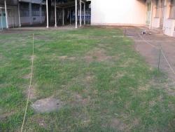 平成22年８月17日の生育状況の写真