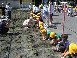 みんなで楽しく植え付け作業をする様子の写真