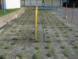 Photographs of turf growing in some places