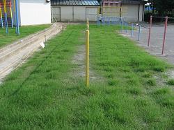 だいぶ芝が生えそろう生育状況の写真