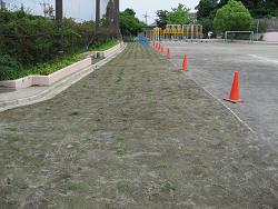 平成22年６月28日の生育状況の写真