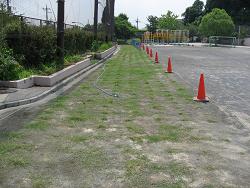 平成22年７月21日の生育状況の写真