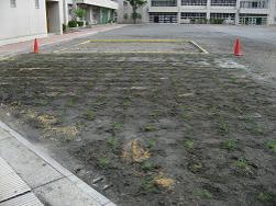 植付直後の写真