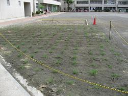 平成22年７月６日の生育状況の写真