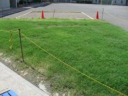 平成22年８月24日の生育状況の写真