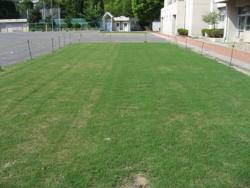 芝生の生育状況の写真