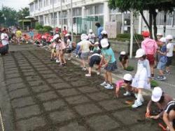 和泉小で芝生をの植付をしている写真