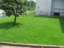 中田中の芝生の写真