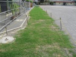 和泉小の芝生の写真