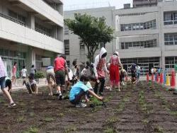 芝生の植付をしている写真