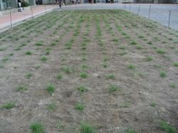 芝生の生育状況の写真