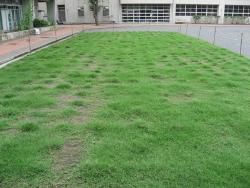 芝生の生育状況の写真