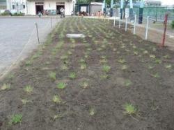 植え付け直後の写真