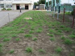 芝生の生育状況の写真