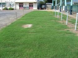 芝生の生育状況の写真